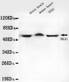TBL1XR1 / TBLR1 Antibody - Western blot detection of TBLR1 in Mouse brain, Mouse heart and K562 cell lysates using TBLR1 mouse monoclonal antibody (1:1000 dilution). Predicted band size: 60KDa. Observed band size: 60Kda.