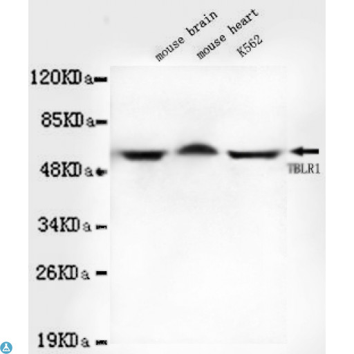 TBL1XR1 / TBLR1 Antibody - Western blot detection of TBLR1 in Mouse brain, Mouse heart and K562 cell lysates using TBLR1 mouse mAb (1:1000 diluted). Predicted band size: 60KDa. Observed band size: 60Kda.