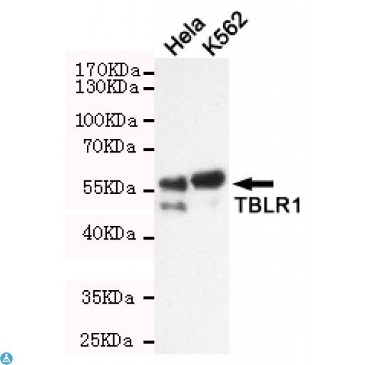 TBL1XR1 / TBLR1 Antibody - Western blot detection of TBLR1 in Hela and K562 cell lysates using TBLR1 mouse mAb (1:1000 diluted). Predicted band size: 60KDa.Observed band size: 60Kda.