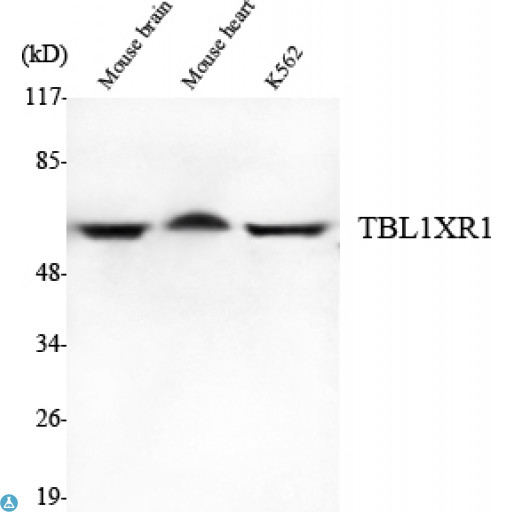 TBL1XR1 / TBLR1 Antibody - Western Blot (WB) analysis using TBL1XR1 Monoclonal Antibody against Mouse Brain, Mouse Heart, K562 cell lysate.