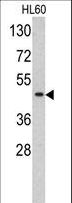 TBP / GTF2D Antibody - Western blot of TBP antibody in HL60 cell line lysates (35 ug/lane). TBP (arrow) was detected using the purified antibody.