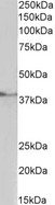 TBP / GTF2D Antibody - Goat Anti-TBP /Transcription factor IID (aa39-50) Antibody (1µg/ml) staining of Pig Testis lysate (35µg protein in RIPA buffer). Primary incubation was 1 hour. Detected by chemiluminescencence