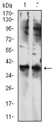 TBP / GTF2D Antibody - Western blot analysis using TBP mouse mAb against NIH/3T3 (1) and SK-N-SH (2) cell lysate.