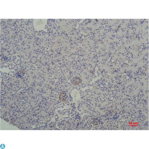 TBP / GTF2D Antibody - Immunohistochemistry (IHC) analysis of paraffin-embedded Mouse Kidney Tissue using TBP/TATA Binding Protein Mouse Monoclonal Antibody diluted at 1:200.