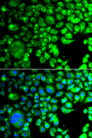 TBPL1 / TRF2 Antibody - Immunofluorescence analysis of A549 cells.