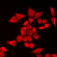 TBPL1 / TRF2 Antibody