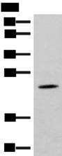 TBPL1 / TRF2 Antibody - Western blot analysis of Mouse brain tissue lysate  using TBPL1 Polyclonal Antibody at dilution of 1:400