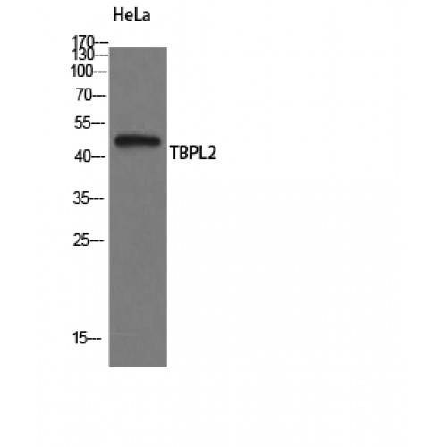 TBPL2 / TRF3 Antibody - Western blot of TBPL2 antibody