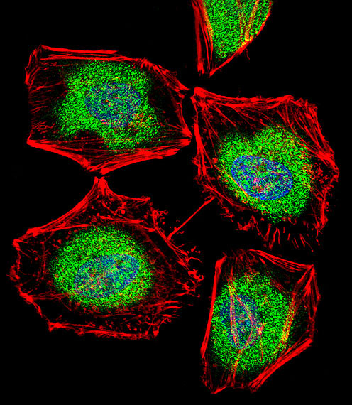 TBPL2 / TRF3 Antibody - Fluorescent confocal image of HeLa cell stained with TBPL2 Antibody. HeLa cells were fixed with 4% PFA (20 min), permeabilized with Triton X-100 (0.1%, 10 min), then incubated with TBPL2 primary antibody (1:25, 1 h at 37°C). For secondary antibody, Alexa Fluor 488 conjugated donkey anti-rabbit antibody (green) was used (1:400, 50 min at 37°C). Cytoplasmic actin was counterstained with Alexa Fluor 555 (red) conjugated Phalloidin (7units/ml, 1 h at 37°C). Nuclei were counterstained with DAPI (blue) (10 ug/ml, 10 min). TBPL2 immunoreactivity is localized to Nucleus and Cytoplasm significantly.