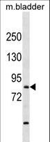 TBR1 Antibody - TBR1 Antibody western blot of mouse bladder tissue lysates (35 ug/lane). The TBR1 antibody detected the TBR1 protein (arrow).
