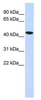TBX1 Antibody - Lane: Fetal Lung Lysate.  This image was taken for the unconjugated form of this product. Other forms have not been tested.