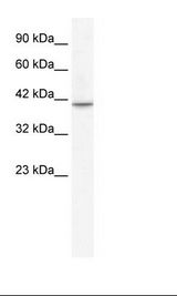 TBX1 Antibody - Jurkat Cell Lysate.  This image was taken for the unconjugated form of this product. Other forms have not been tested.