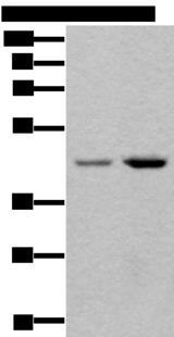 TBX1 Antibody - Western blot analysis of 293T and Hela cell lysates  using TBX1 Polyclonal Antibody at dilution of 1:400