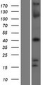 TBX1 Protein - Western validation with an anti-DDK antibody * L: Control HEK293 lysate R: Over-expression lysate