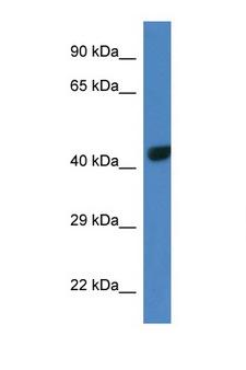 TBX10 Antibody - TBX10 antibody Western blot of Mouse Liver lysate. Antibody concentration 1 ug/ml. This image was taken for the unconjugated form of this product. Other forms have not been tested.