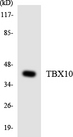 TBX10 Antibody - Western blot analysis of the lysates from HUVECcells using TBX10 antibody.