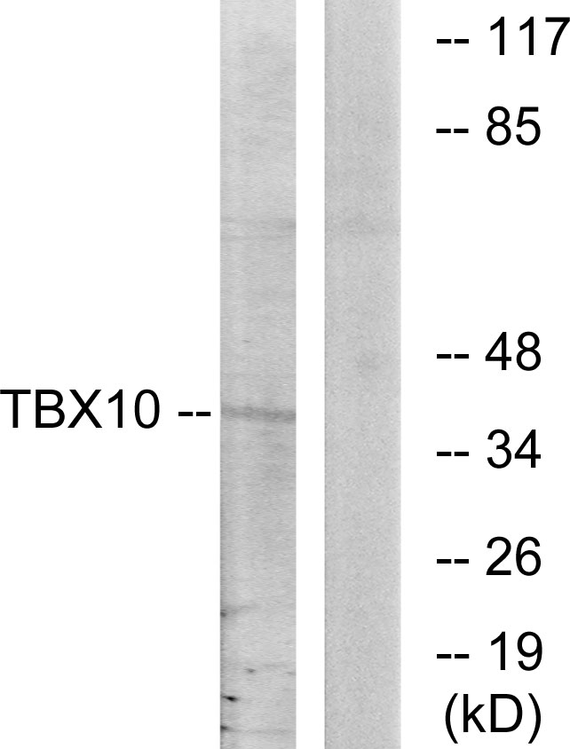 TBX10 Antibody - Western blot analysis of lysates from HT-29 cells, using TBX10 Antibody. The lane on the right is blocked with the synthesized peptide.