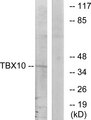 TBX10 Antibody - Western blot analysis of lysates from HT-29 cells, using TBX10 Antibody. The lane on the right is blocked with the synthesized peptide.