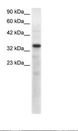 TBX10 Antibody - Fetal Muscle Lysate.  This image was taken for the unconjugated form of this product. Other forms have not been tested.