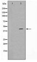 TBX10 Antibody - Western blot of HT29 cell lysate using TBX10 Antibody