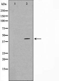 TBX10 Antibody - Western blot analysis on HT29 cell lysates using TBX10 antibody. The lane on the left is treated with the antigen-specific peptide.
