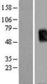 TBX19 / TPIT Protein - Western validation with an anti-DDK antibody * L: Control HEK293 lysate R: Over-expression lysate