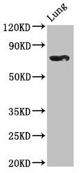 TBX2 Antibody - Positive Western Blot detected in Rat lung tissue. All lanes: TBX2 antibody at 2.5 µg/ml Secondary Goat polyclonal to rabbit IgG at 1/50000 dilution. Predicted band size: 76 KDa. Observed band size: 76 KDa