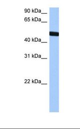 TBX20 Antibody - HepG2 cell lysate. Antibody concentration: 0.5 ug/ml. Gel concentration: 12%.  This image was taken for the unconjugated form of this product. Other forms have not been tested.