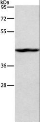 TBX20 Antibody - Western blot analysis of K562 cell, using TBX20 Polyclonal Antibody at dilution of 1:500.