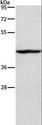 TBX20 Antibody - Western blot analysis of K562 cell, using TBX20 Polyclonal Antibody at dilution of 1:500.