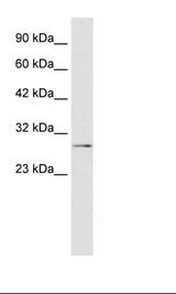 TBX20 Antibody - HepG2 Cell Lysate.  This image was taken for the unconjugated form of this product. Other forms have not been tested.