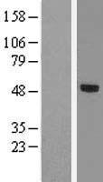 TBX20 Protein - Western validation with an anti-DDK antibody * L: Control HEK293 lysate R: Over-expression lysate