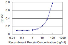 TBX21 / T-bet Antibody - Detection limit for recombinant GST tagged TBX21 is 1 ng/ml as a capture antibody.