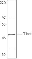 TBX21 / T-bet Antibody - Hela nuclear extract was resolved by electrophoresis, transferred to nitrocellulose, and probed with rabbit anti-T-bet antibody. Proteins were visualized using a donkey anti-rabbit secondary conjugated to HRP and a chemiluminescence detection system.