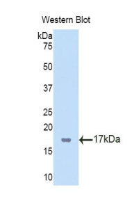 TBX3 Antibody - Western blot of recombinant TBX3.  This image was taken for the unconjugated form of this product. Other forms have not been tested.