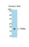 TBX3 Antibody - Western blot of recombinant TBX3.  This image was taken for the unconjugated form of this product. Other forms have not been tested.