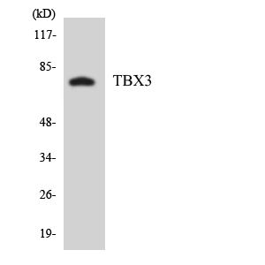 TBX3 Antibody - Western blot analysis of the lysates from Jurkat cells using TBX3 antibody.