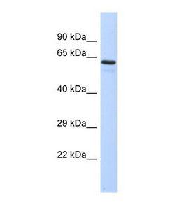 TBX3 Antibody - Western blot of Human Fetal Liver. TBX3 antibody dilution 1.0 ug/ml.  This image was taken for the unconjugated form of this product. Other forms have not been tested.