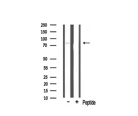 TBX3 Antibody - Western blot analysis of TBX3 expression in mouse brain lysate