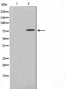 TBX3 Antibody - Western blot analysis on A549 cell lysates using TBX3 antibody. The lane on the left is treated with the antigen-specific peptide.