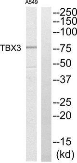 TBX3 Antibody - Western blot analysis of extracts from A549 cells, using TBX3 antibody.