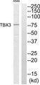 TBX3 Antibody - Western blot analysis of extracts from A549 cells, using TBX3 antibody.