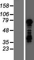 TBX3 Protein - Western validation with an anti-DDK antibody * L: Control HEK293 lysate R: Over-expression lysate