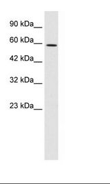 TBX4 Antibody - HepG2 Cell Lysate.  This image was taken for the unconjugated form of this product. Other forms have not been tested.