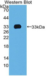 TBX4 Antibody - Western blot of recombinant TBX4.
