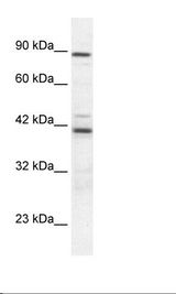 TBX5 Antibody - Jurkat Cell Lysate.  This image was taken for the unconjugated form of this product. Other forms have not been tested.