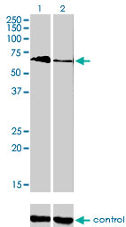 TBX5 Antibody - Western blot analysis of TBX5 over-expressed 293 cell line, cotransfected with TBX5 Validated Chimera RNAi (Lane 2) or non-transfected control (Lane 1). Blot probed with TBX5 monoclonal antibody (M01), clone 1G10 . GAPDH ( 36.1 kDa ) used as specificity and loading control.