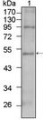TBX5 Antibody - TBX5 Antibody in Western Blot (WB)