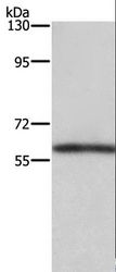 TBX5 Antibody - Western blot analysis of Mouse kidney tissue, using TBX5 Polyclonal Antibody at dilution of 1:350.