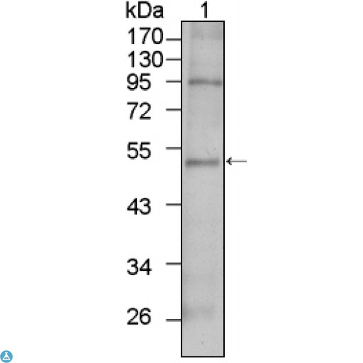 TBX5 Antibody - Western Blot (WB) analysis using TBX5 Monoclonal Antibody against HepG2 cell lysate (1).